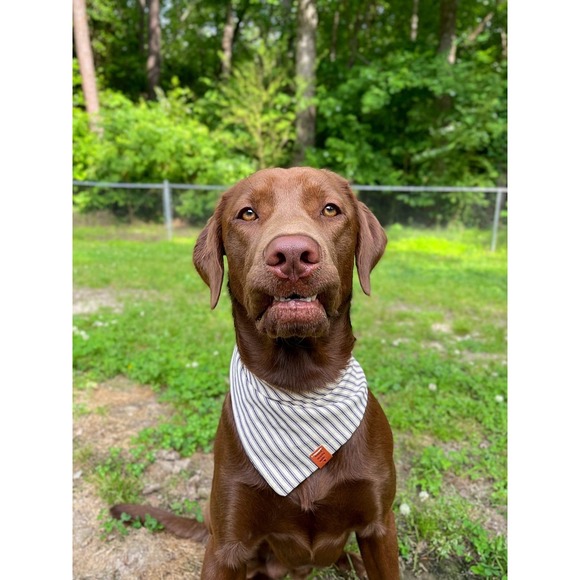 Blue Stripes Dog Bandana: The Perfect Accessory for Your Dog! Premium - Handmade - Picture 8 of 10
